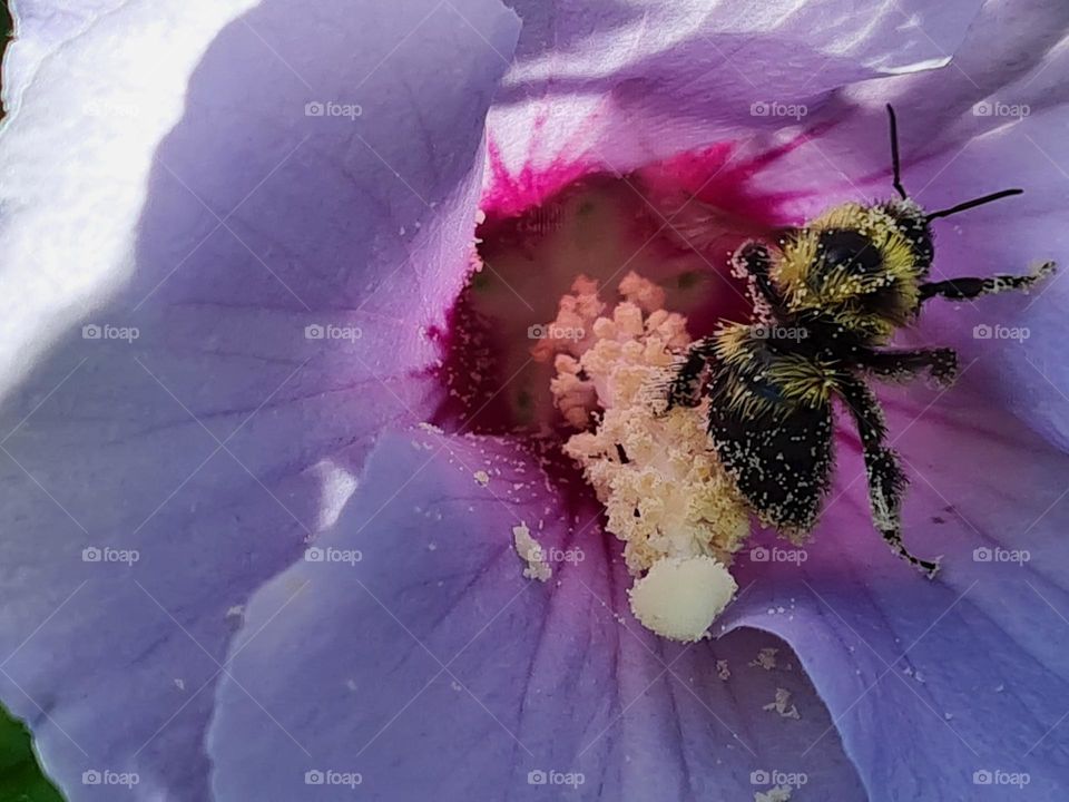 Rose of Sharon feeding