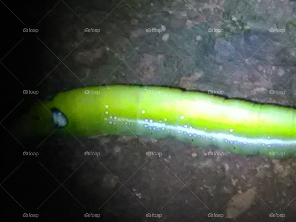 After rainy days, we get to see the types of Ilio species of egg, larva and worm.