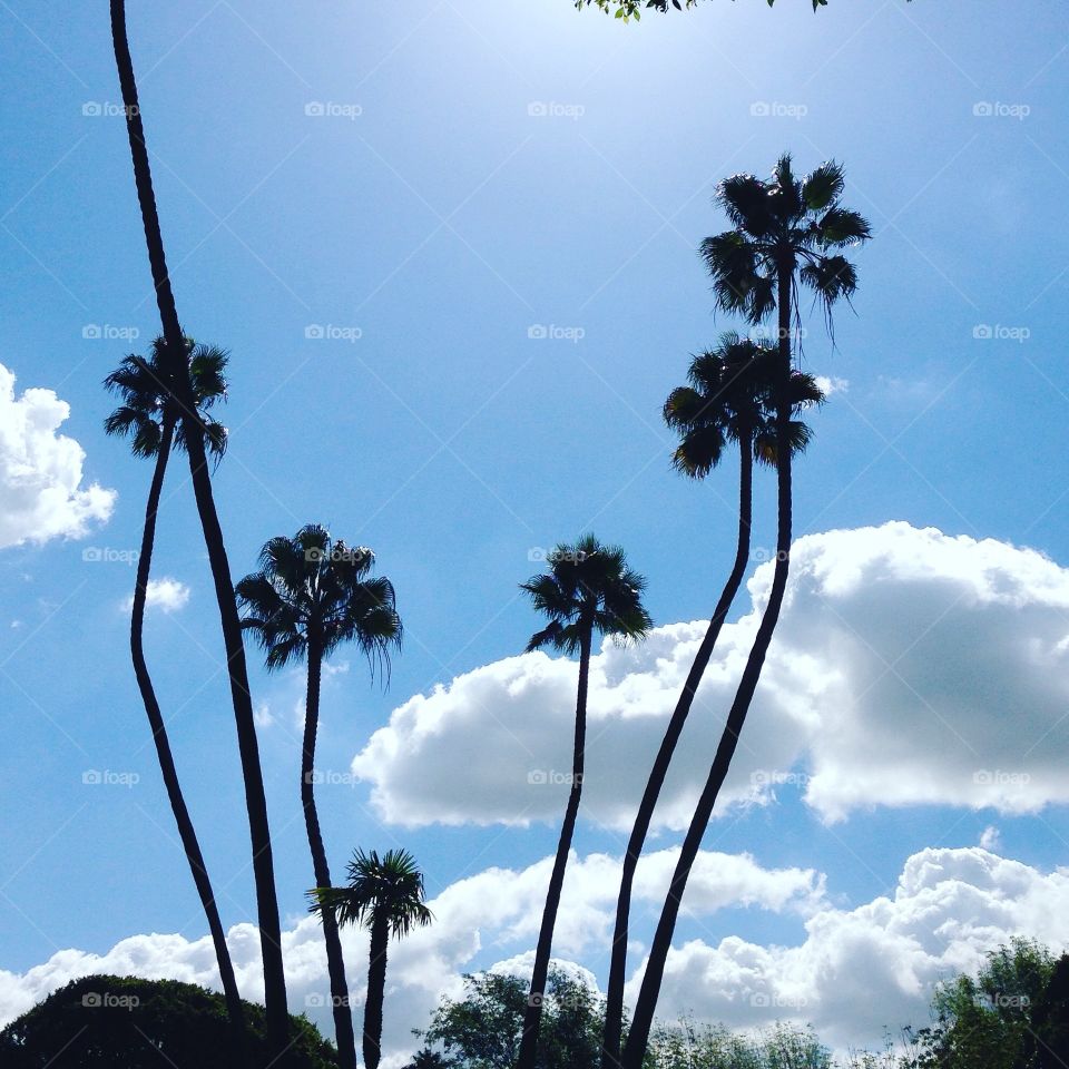 Silhouette of Palm trees