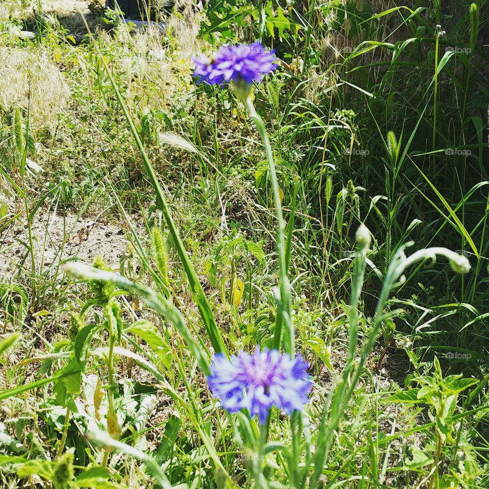 Flower, Flora, Nature, Summer, Garden