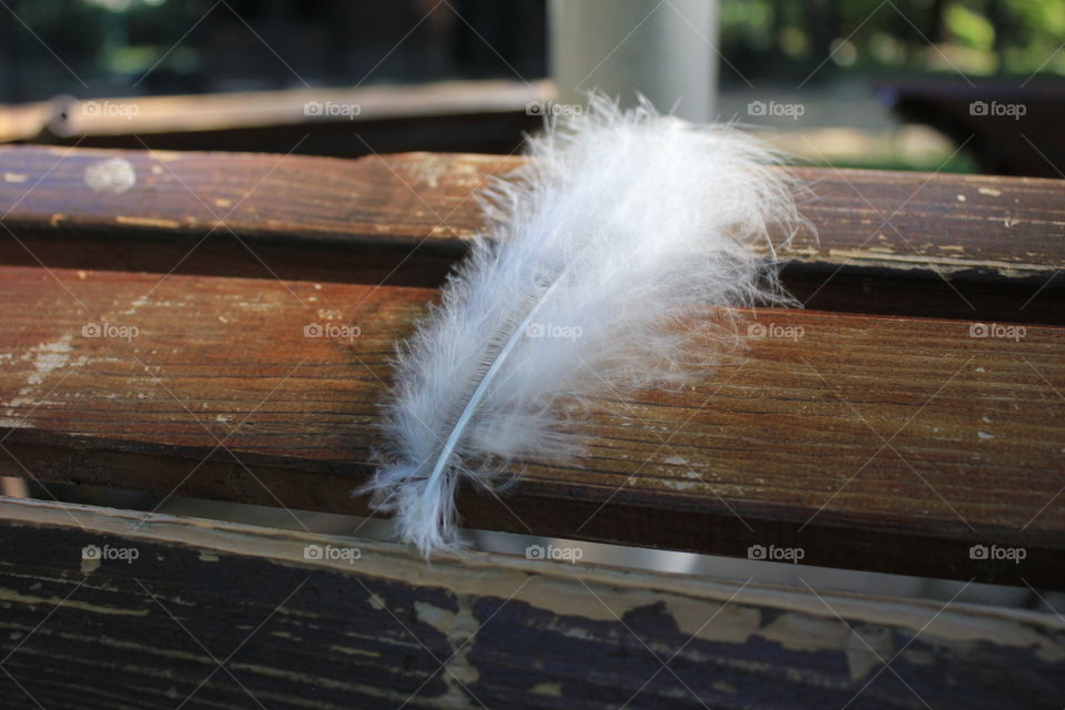 feather