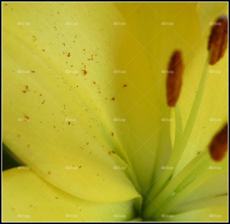yellow lily 3