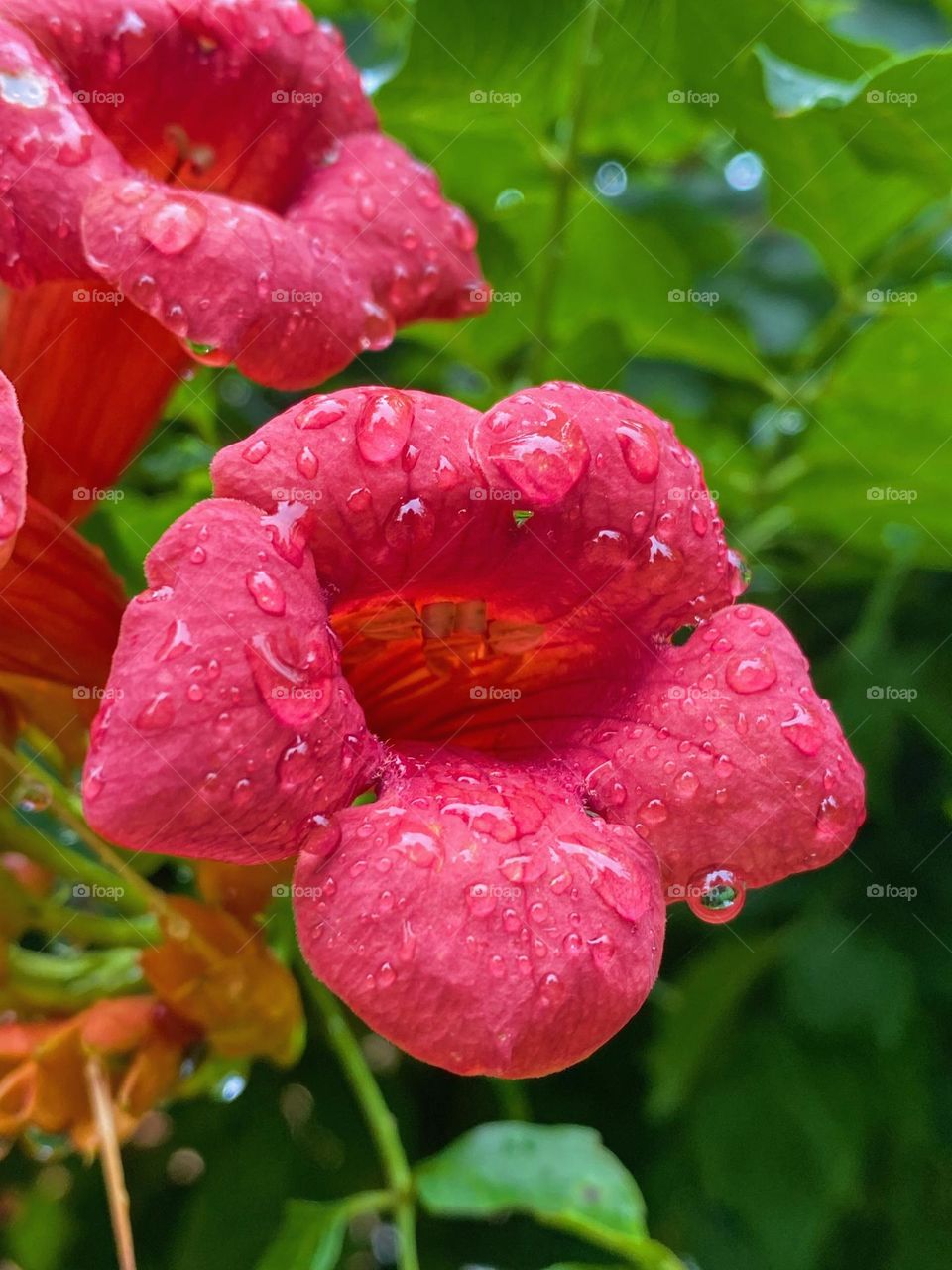 Flower with water droplets 