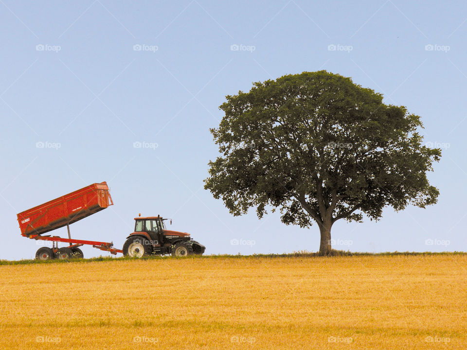 Farm. Agriculture