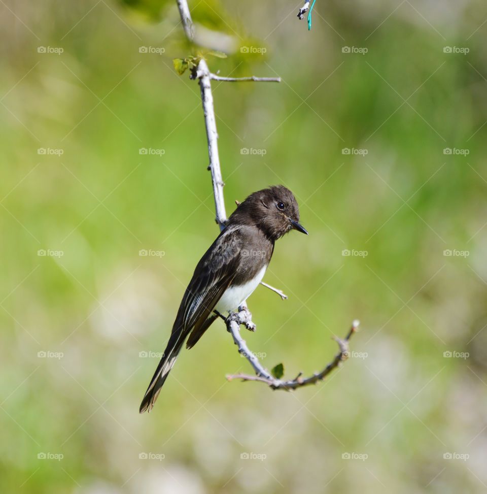 brown and white bird perched on a tree limb