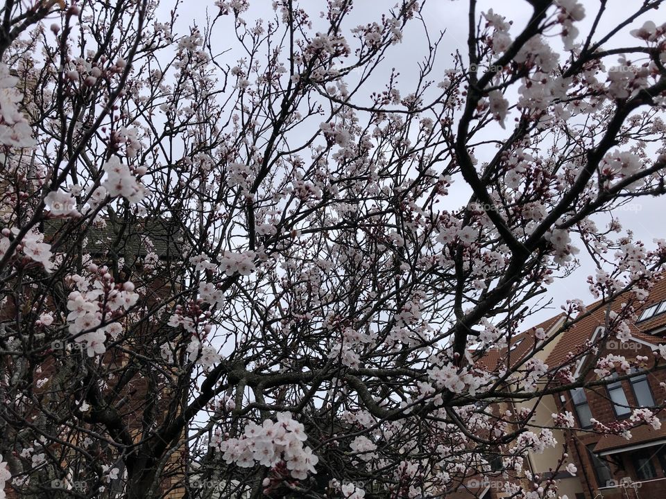 A sign of Warmer whether ahead with this lovely tree of glorious cherry blossom.