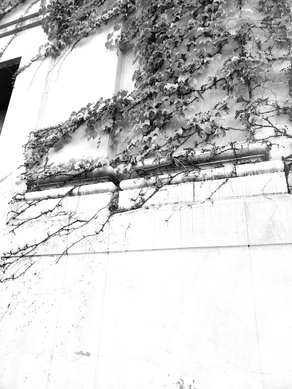black and white picture of ivy on the side of a building