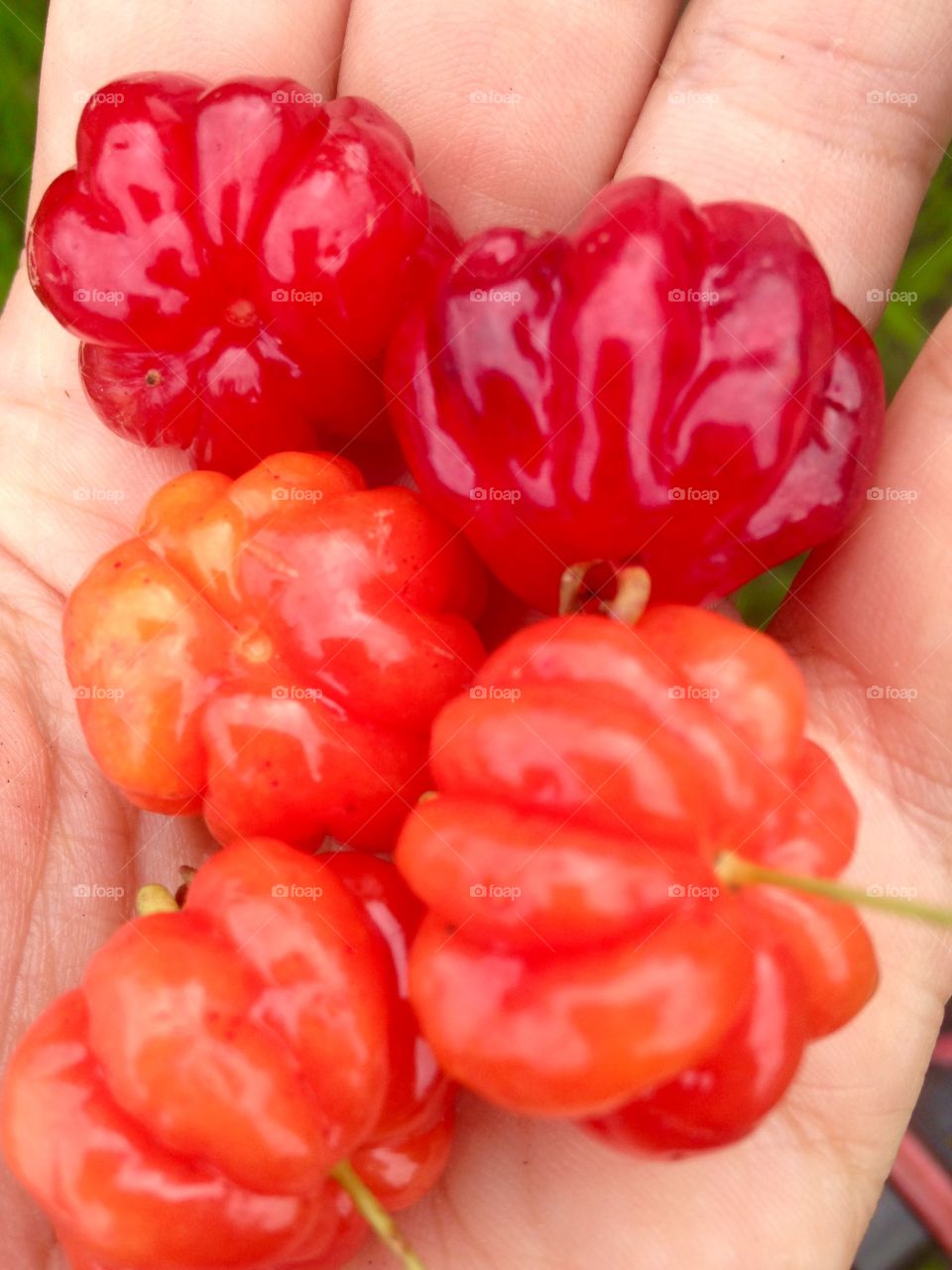 In the middle of the road has delicious pitangas.🍅