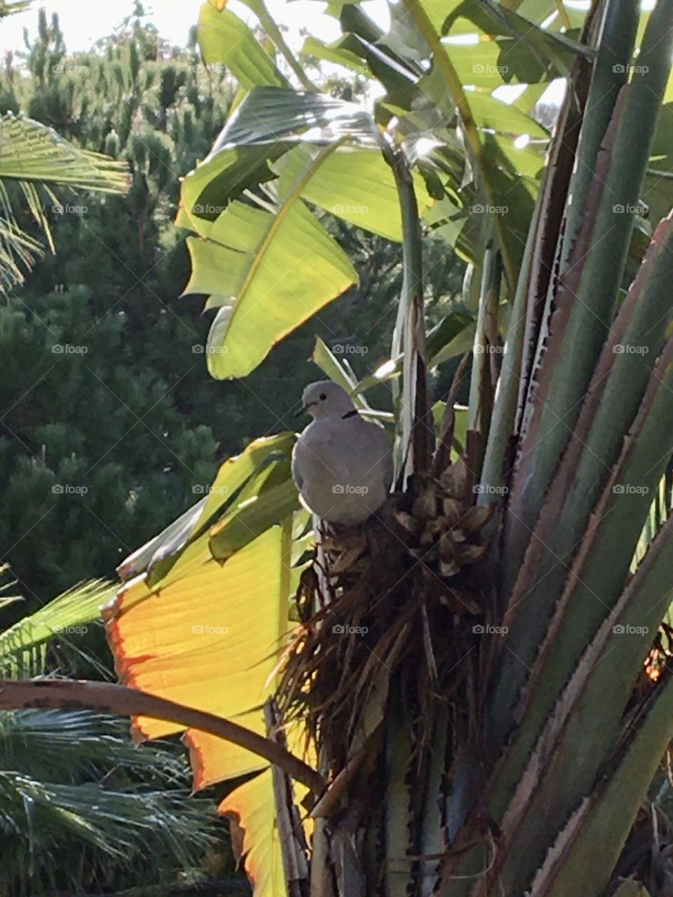 Turtledove in bananas 