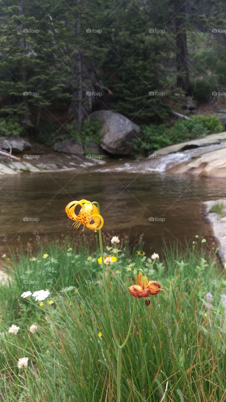 macro flower with wildflowers and creek in background
