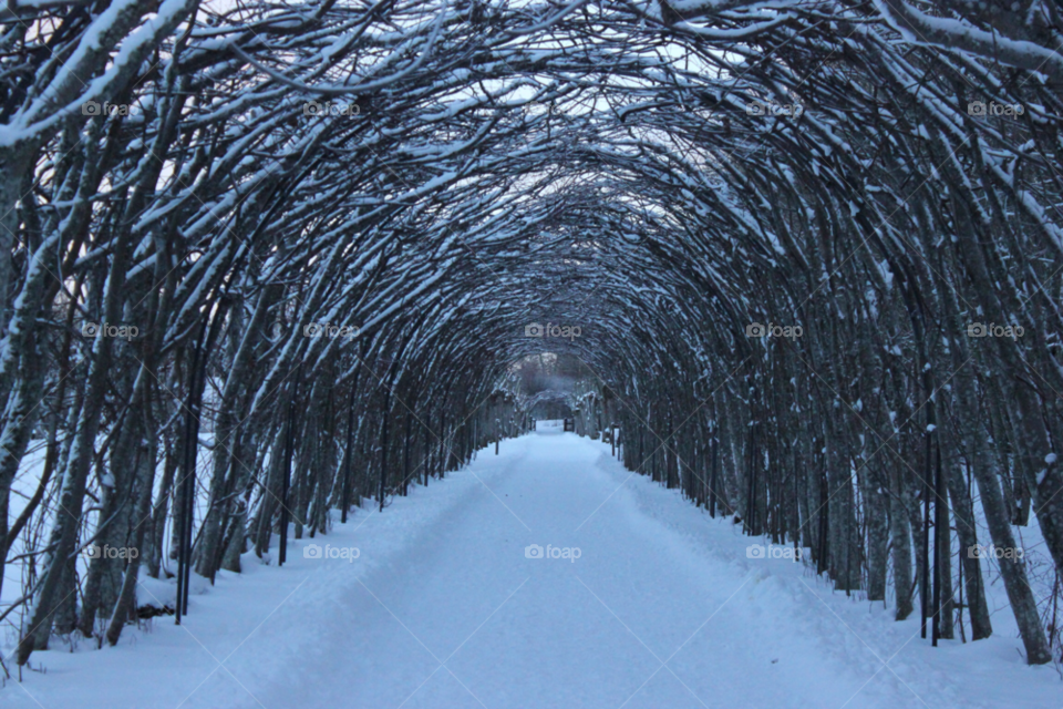 tunnel träd vinter ängsö by humla