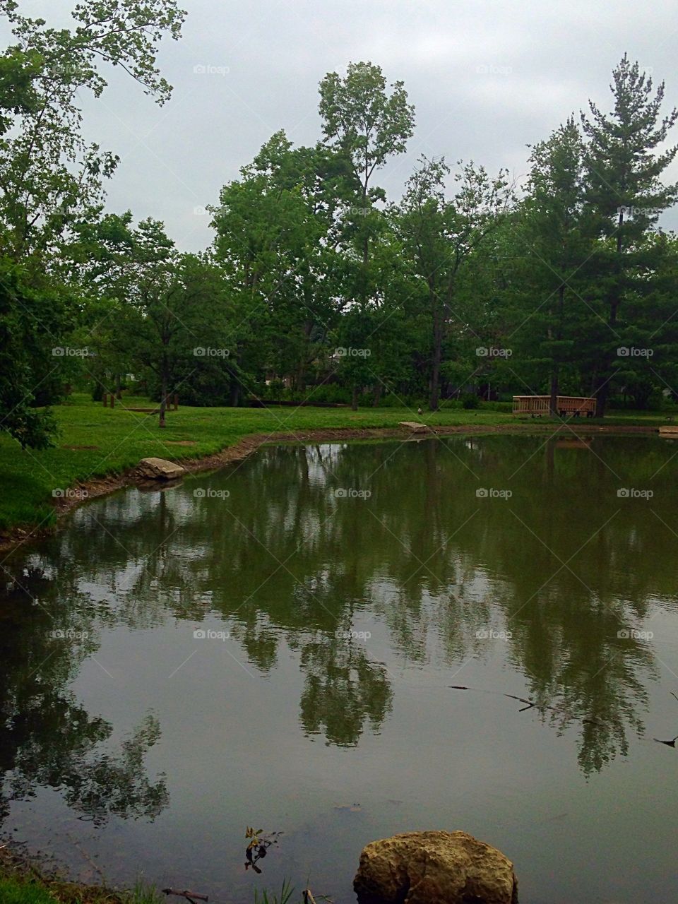 Reflections in a pond. Trees reflecting in a pond