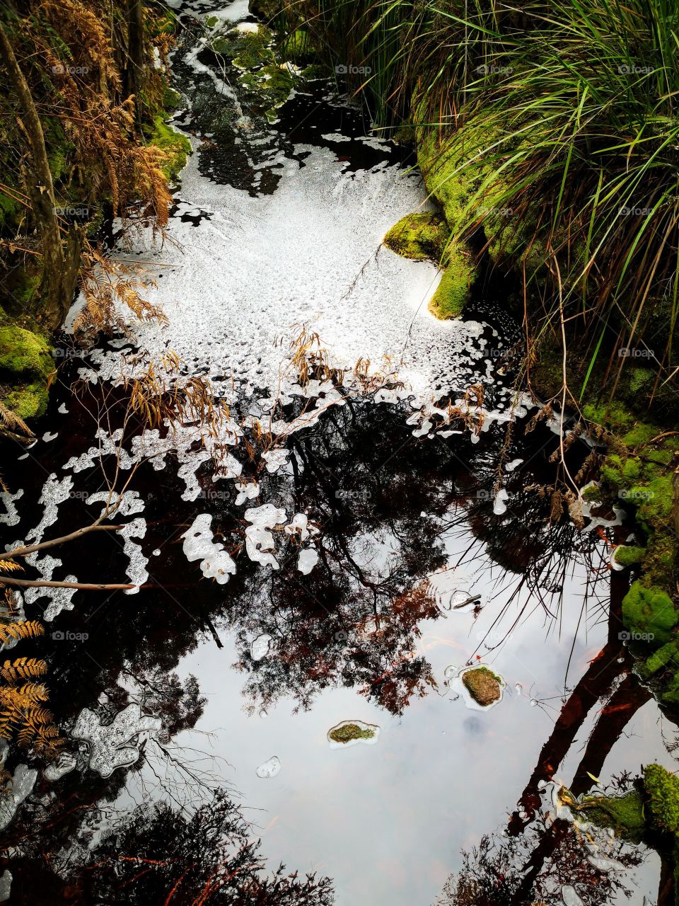 Reflections in a stream