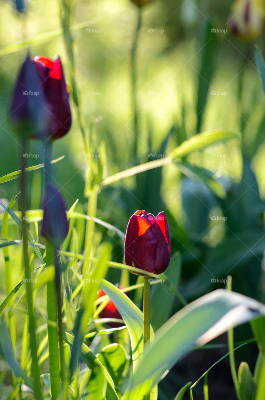 Bright red tulips illuminated by the sun on a background of light green grass.