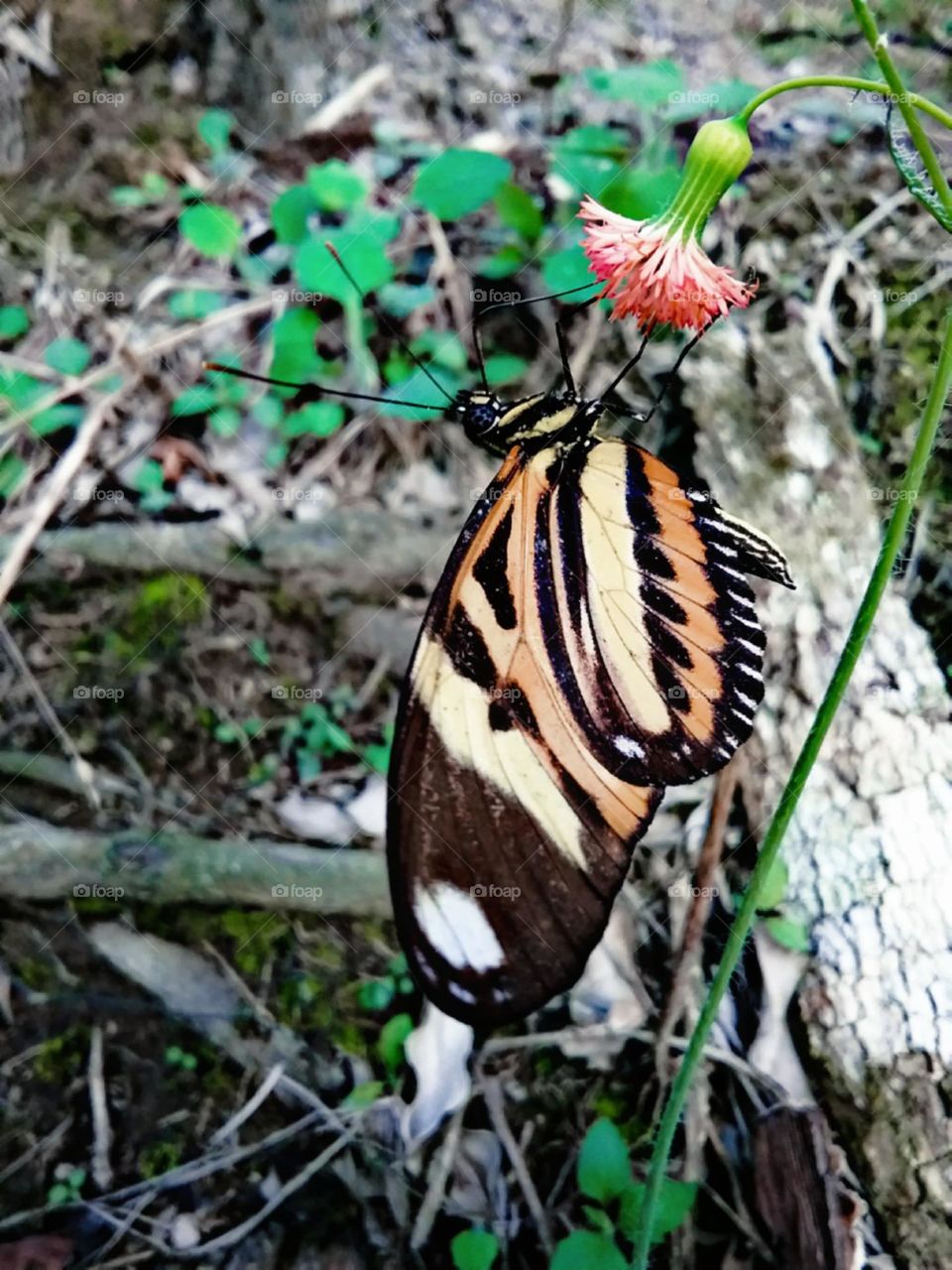 Borboleta tranquila pousada em uma pequena e simplória flor .