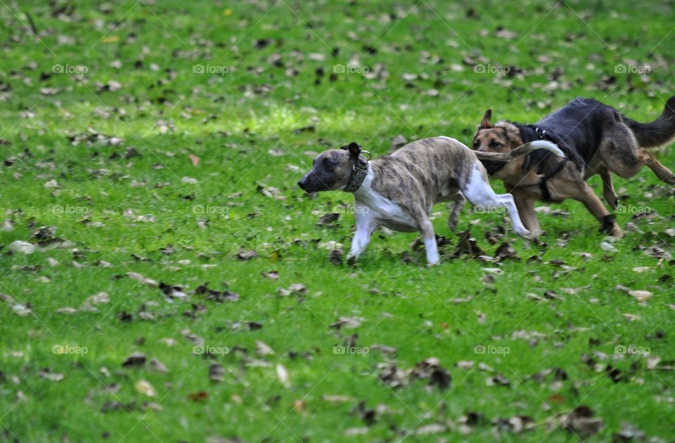 Mammal, Grass, Dog, Canine, Animal