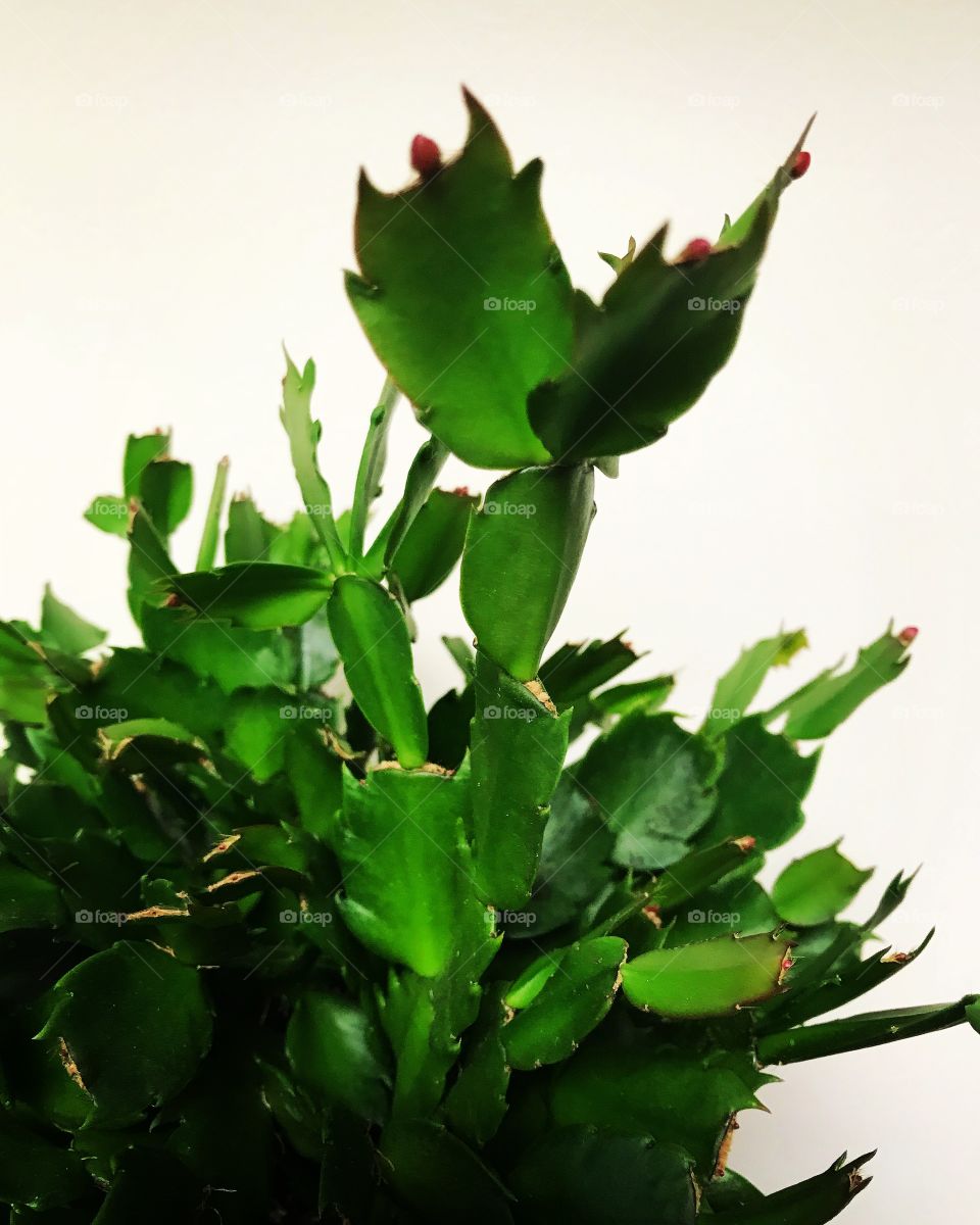 Christmas cactus about to bloom. 