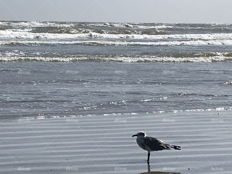 Galveston beach bird