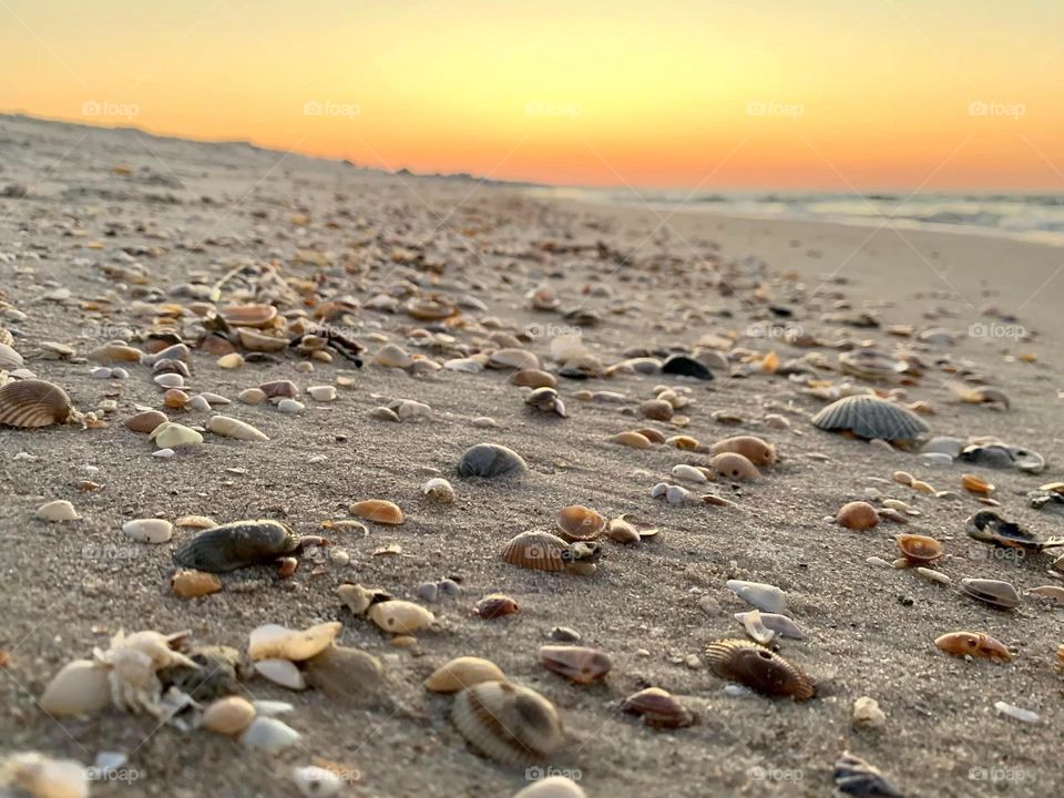 Sunset & shells 