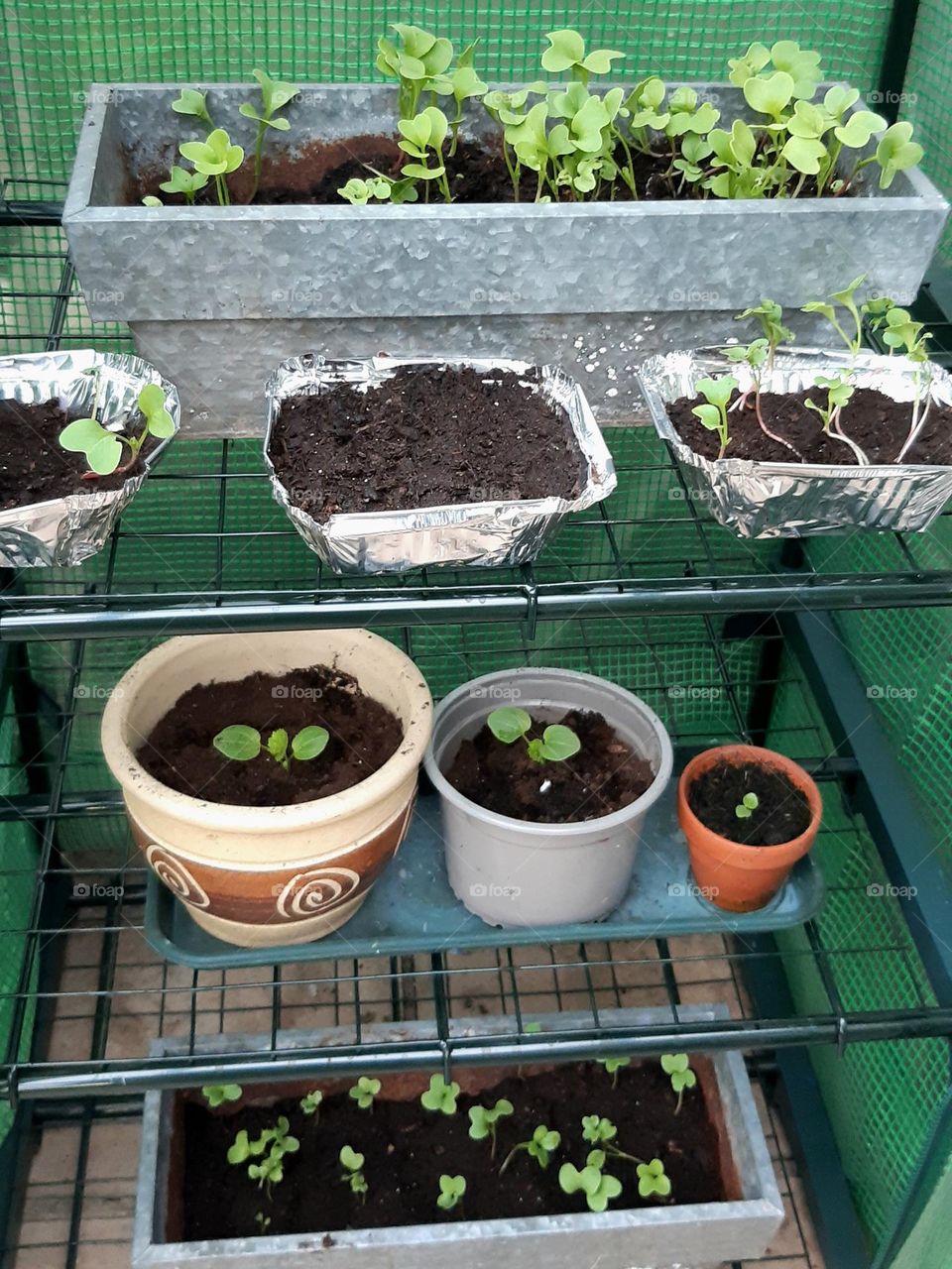 plants all grown from seed and recycled foil dishes ideal for growing seeds