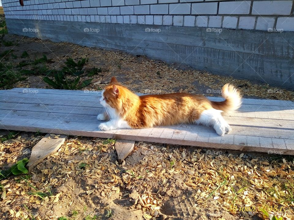 кот.рыжий.красивый