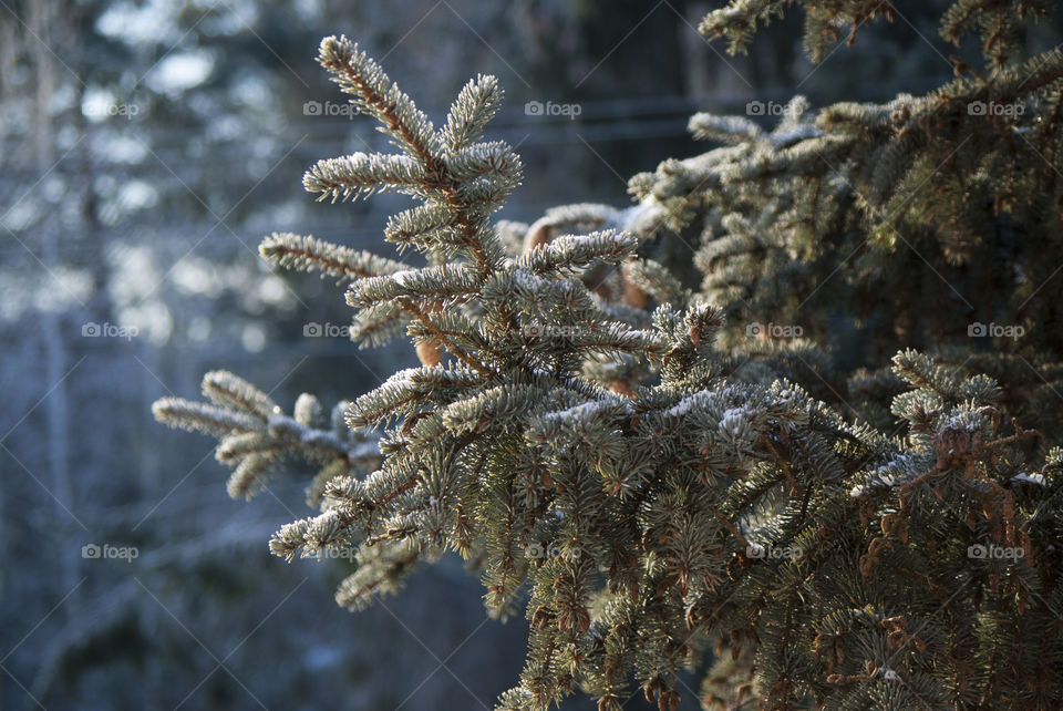 Close-up of frost nn branches