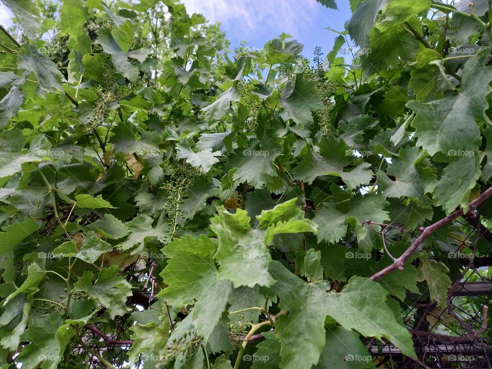 Spanish Grape Plant