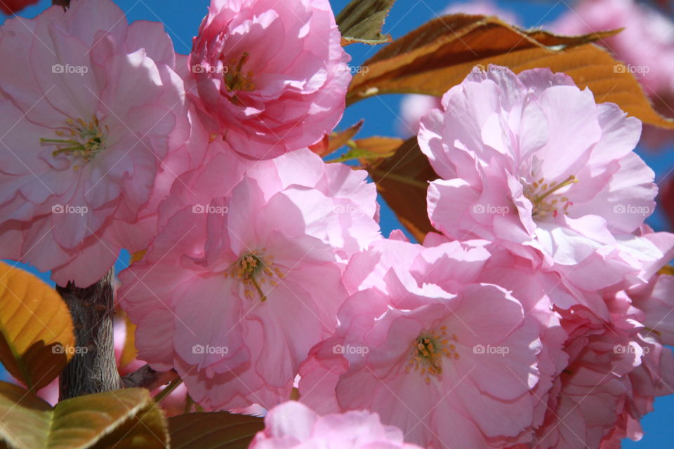 Blossom of cherry