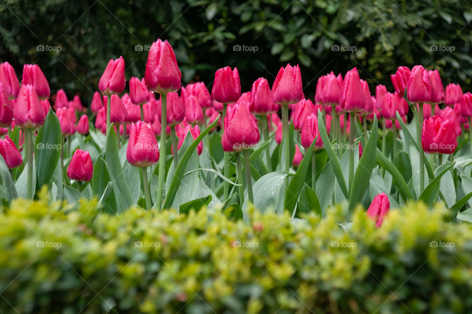 Pink tulips