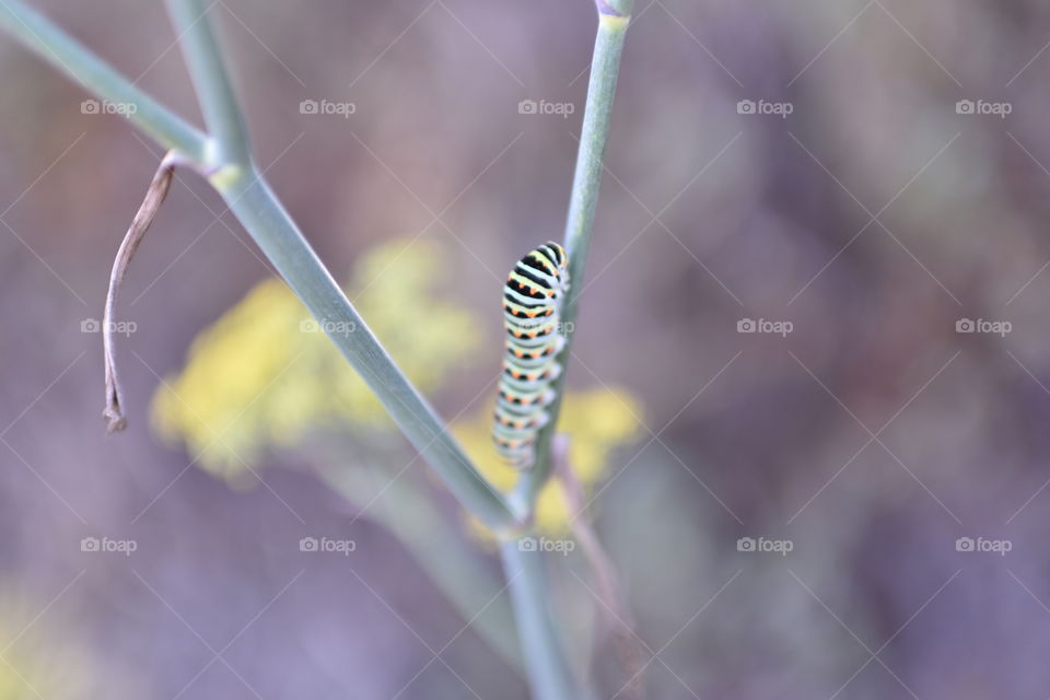 Beautiful caterpillar climbing a plant