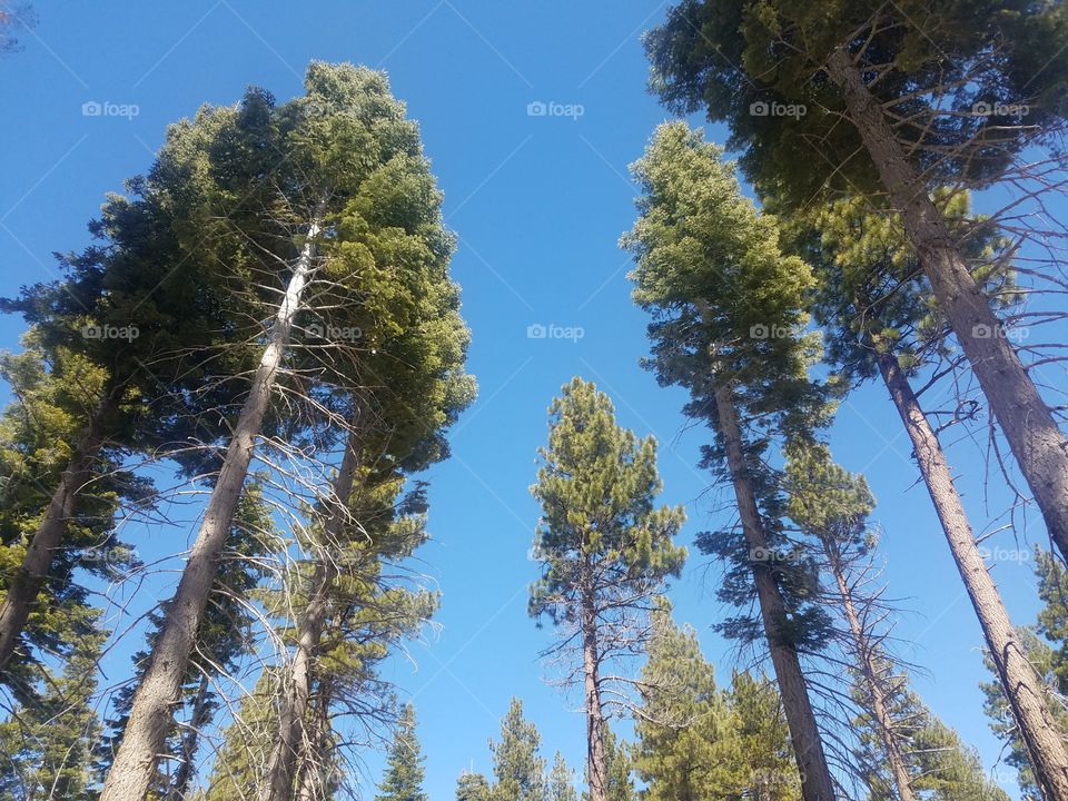 trees in the south of tahoe