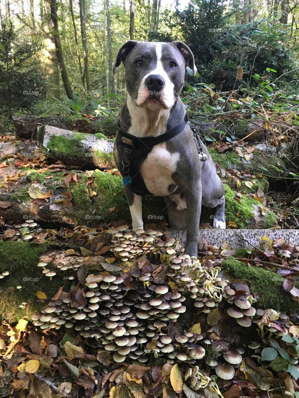 Dog with mushrooms