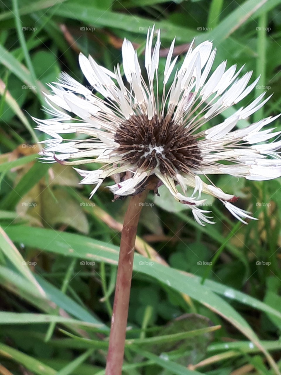 Wet Dandelion Seeds