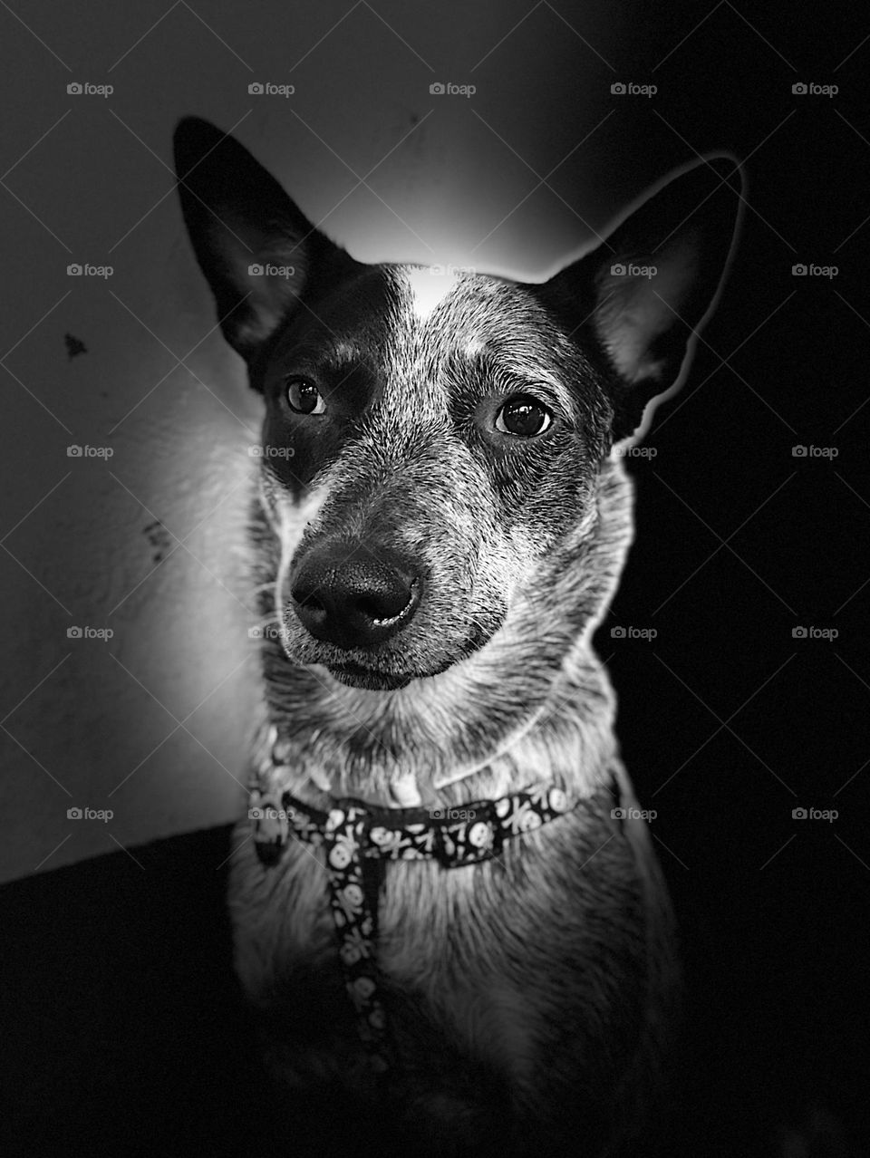 Australian Cattle Dog