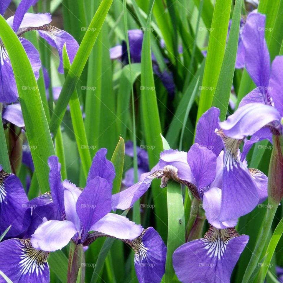 water iris