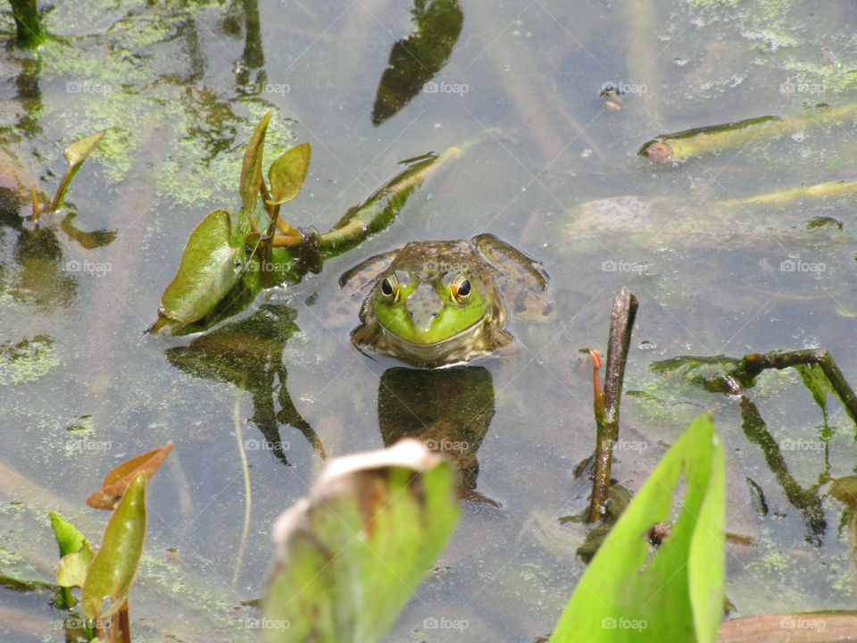 Frog