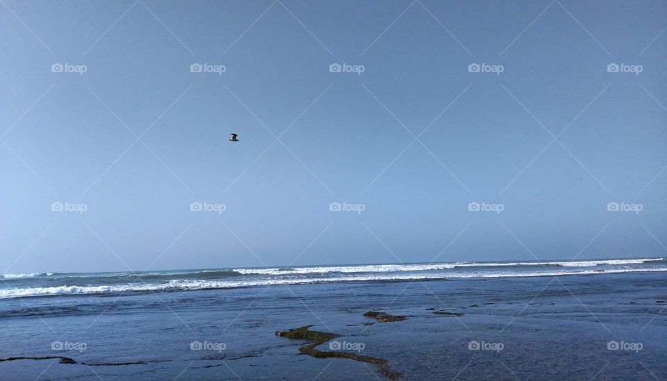 Seagull and sea