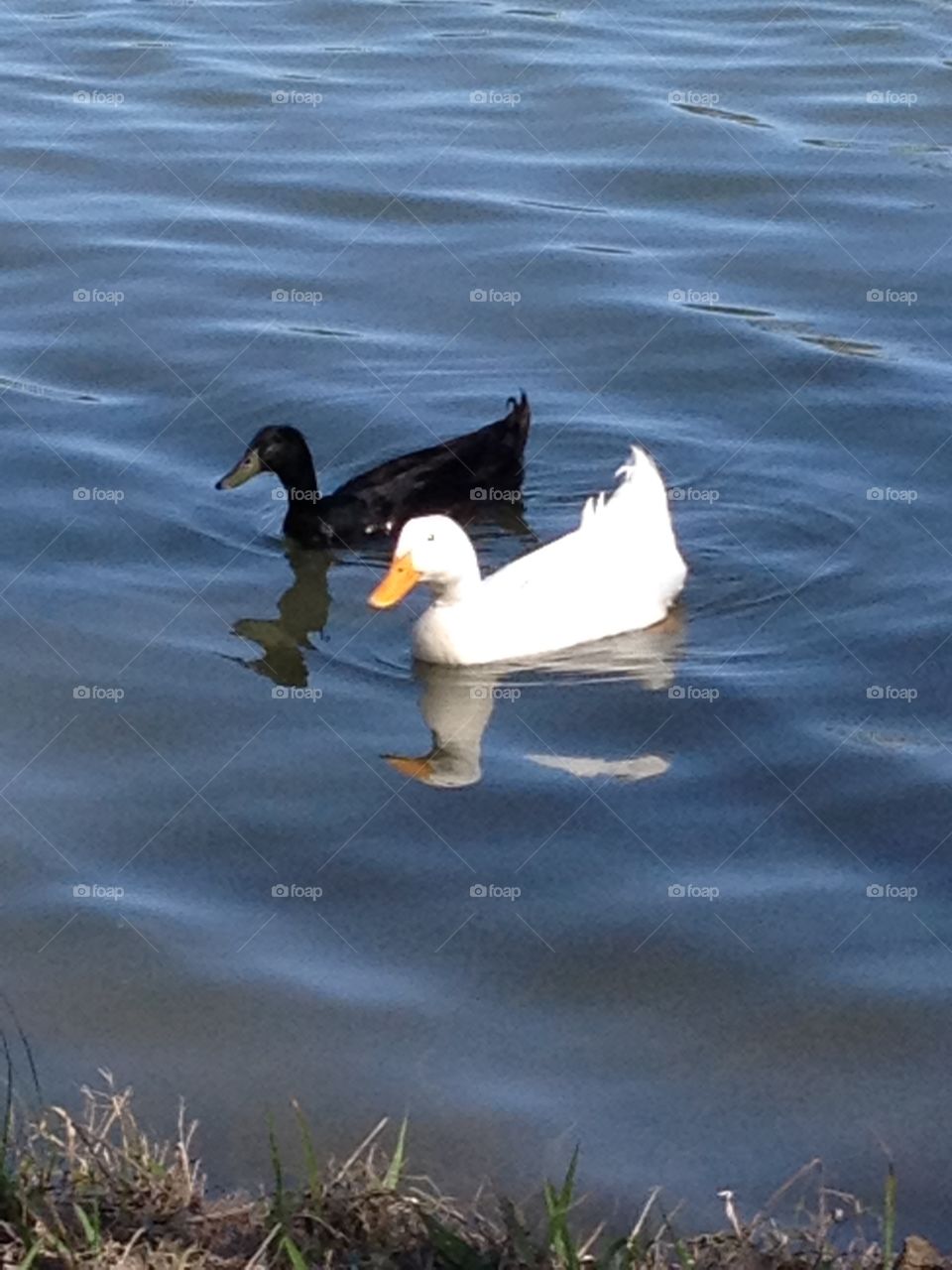 Ducks on blue lake lake water