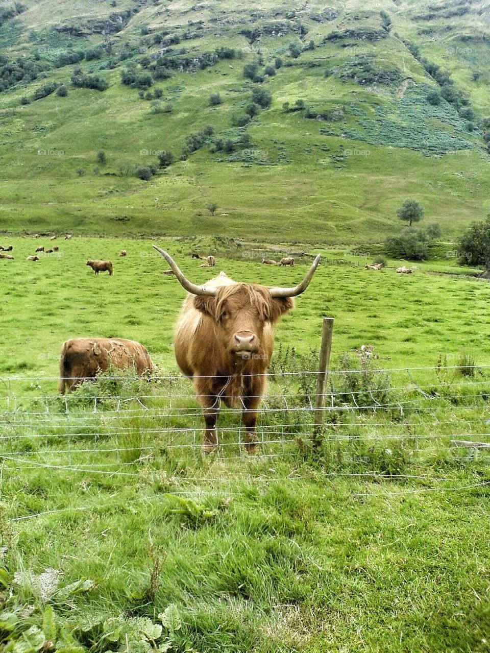 Scottish Cow