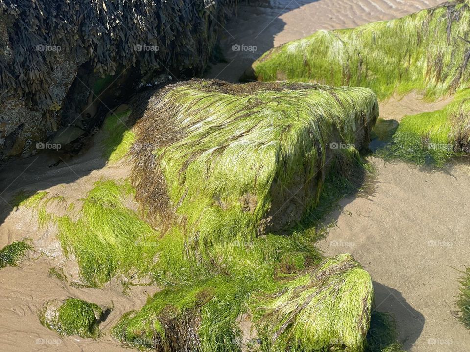 Algae Beach Rock