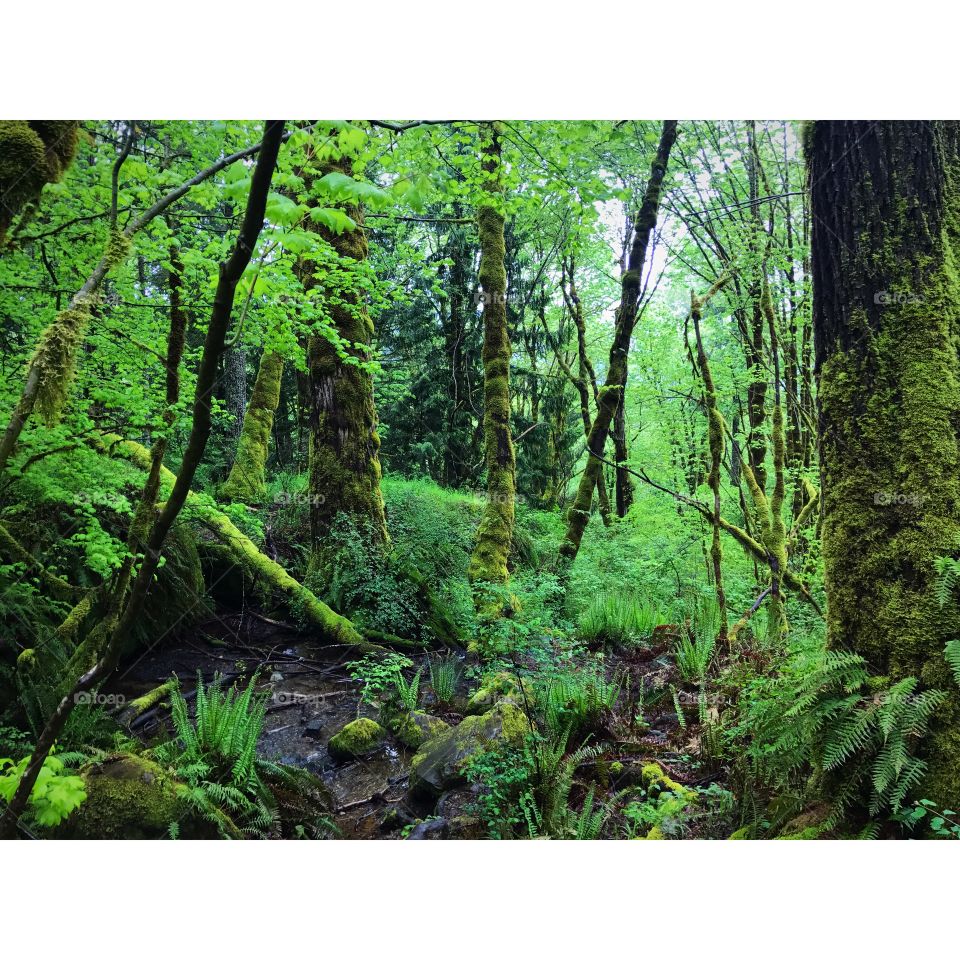 All I see is green 💚