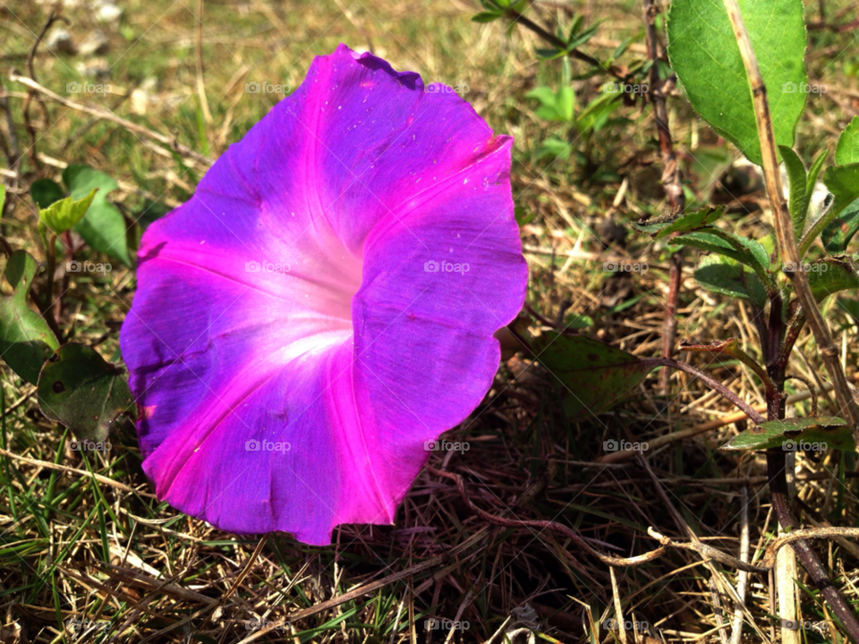 nature flower blue outdoors by jmsilva59