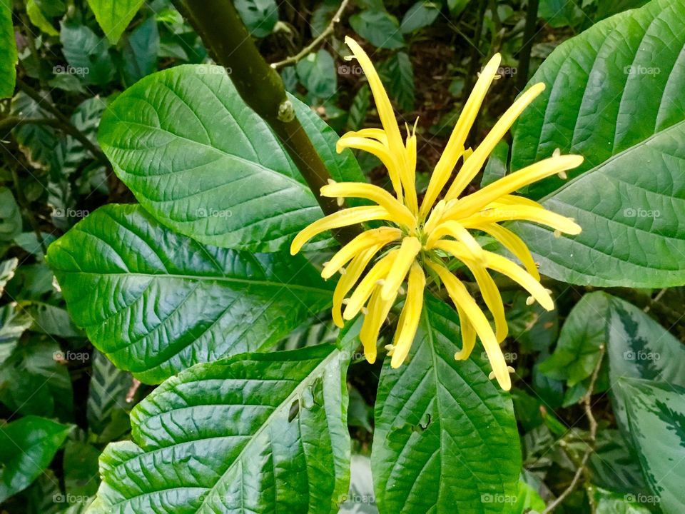 At Hawaii Tropical Botanical Garden