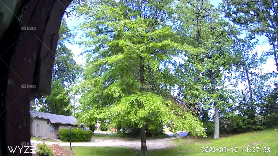 tree in security camera