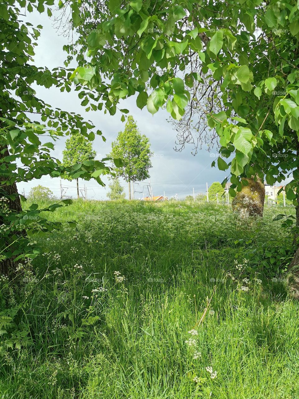 Summer meadow in the city