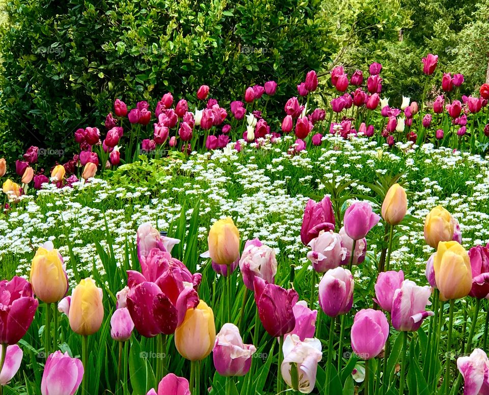 Tulips in springtime 