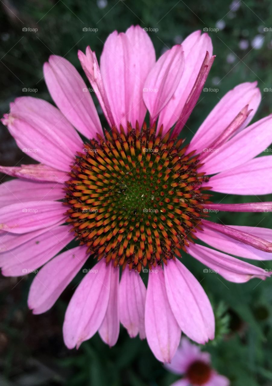 Coneflower showing top of full pink bloom.