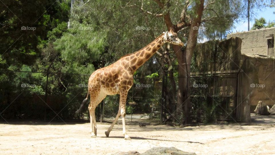 Giraffe at a zoo