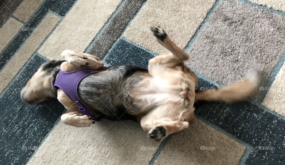 Beagle back rub