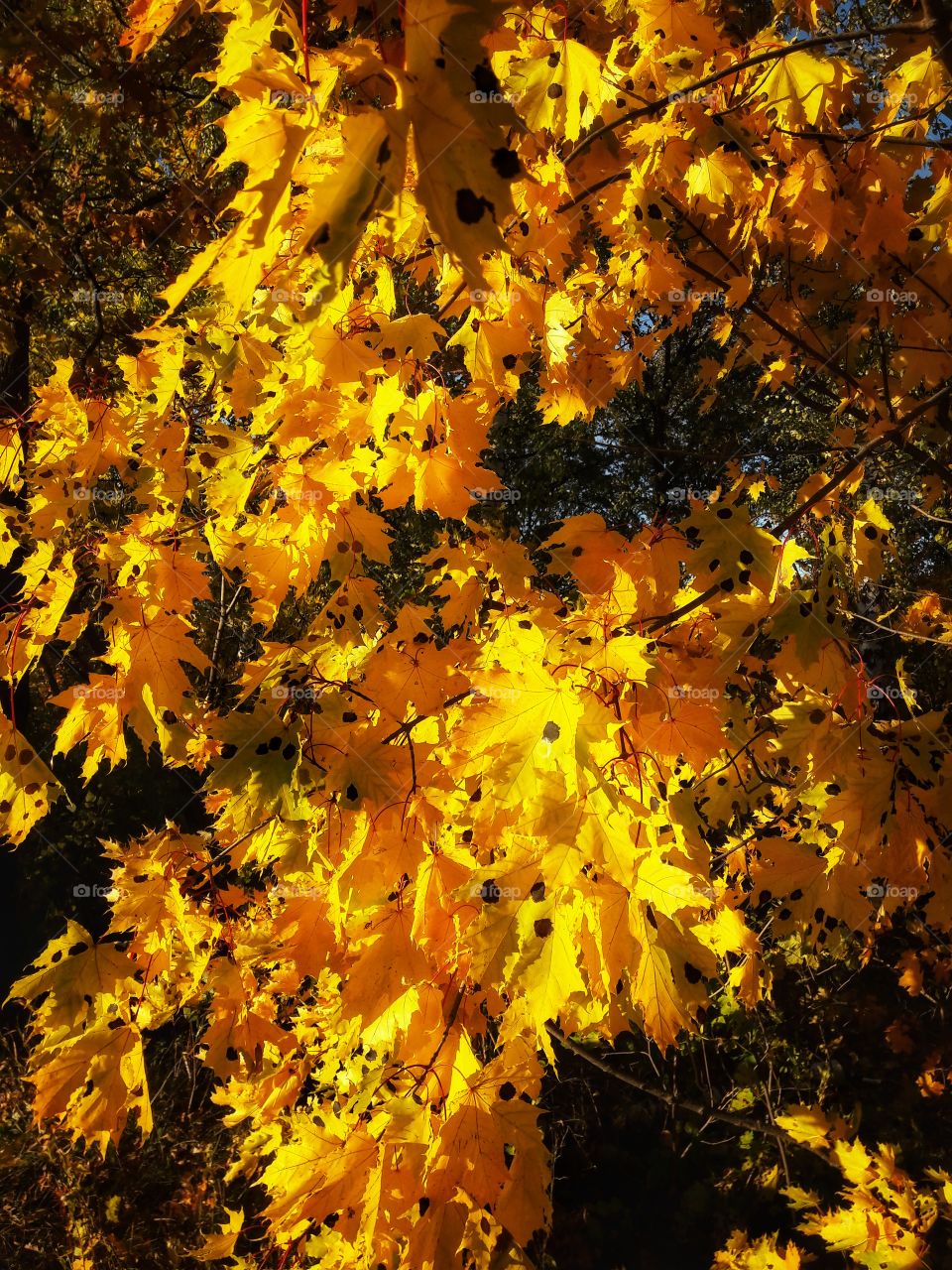 Signs autumn yellow wild ground outside outdoor beauty nature view eco focus day part sun sunny warm reys travel leaves tree form plant part shades shape trip traveling street